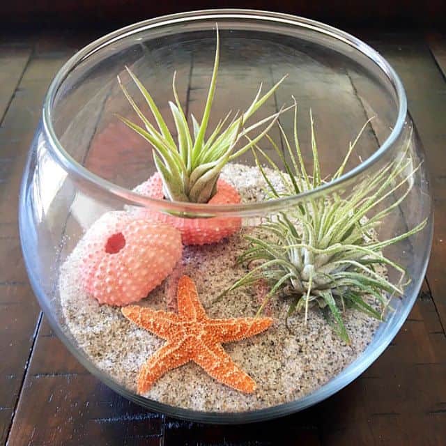 Air Plant Terrarium Sandy Beach Pinterest | Ecoponics Singapore | March, 2024