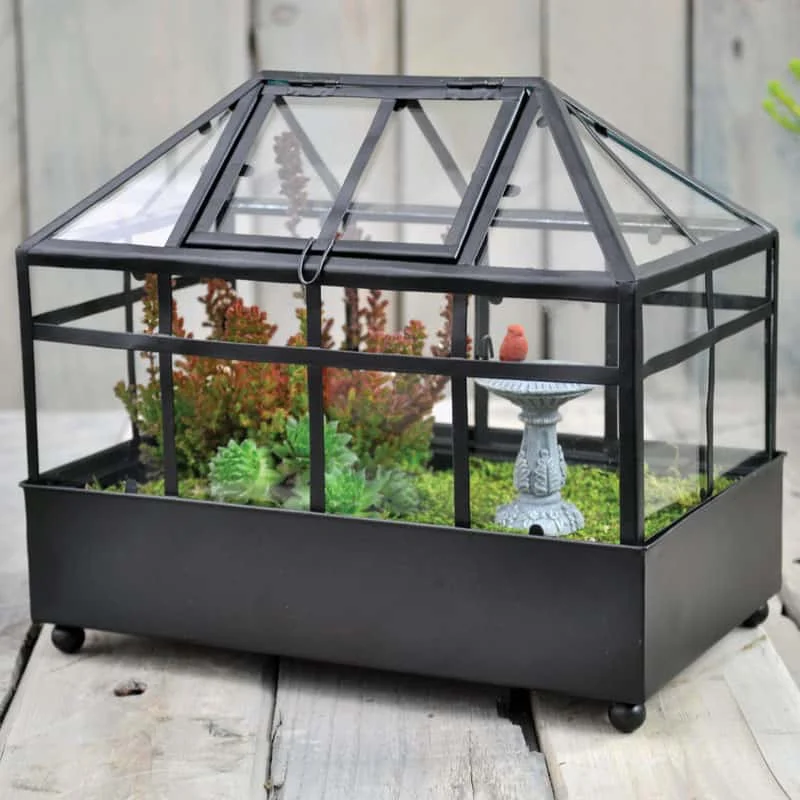 Terrarium Jar Types Buy Terrarium Supplies Ecoponics Singapore