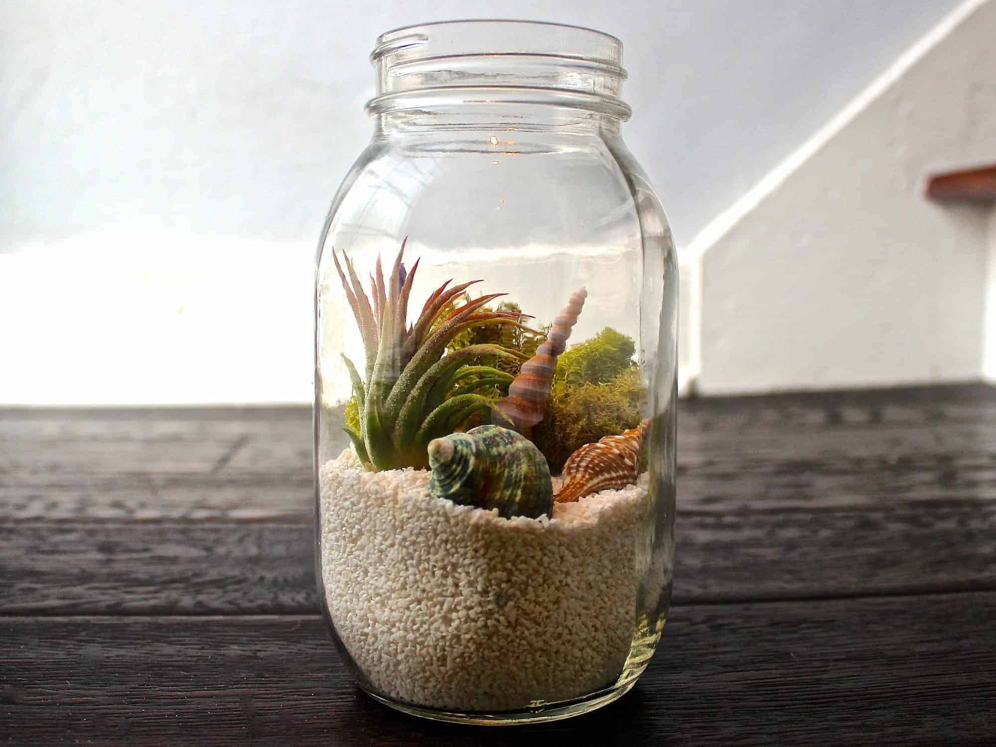 Mason Jar air plant kit | Ecoponics Singapore | September, 2023 Mason Jar air plant kit | Ecoponics Singapore | September, 2023