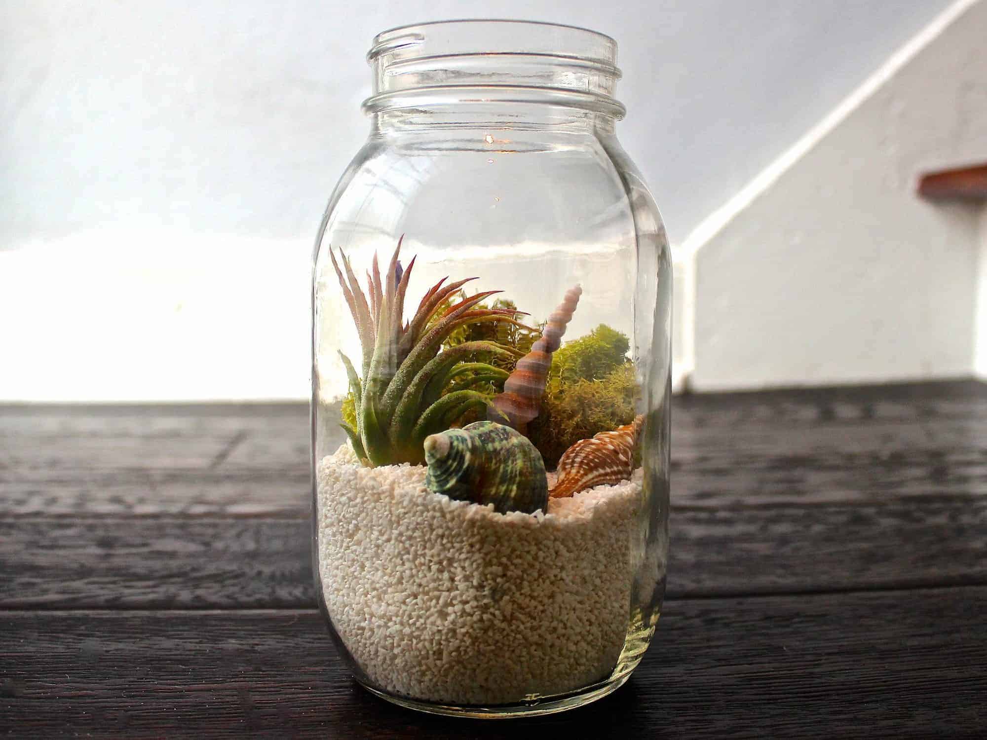 Mason Jar air plant kit | Ecoponics Singapore | March, 2024