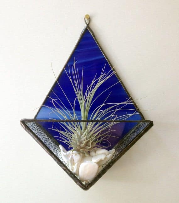 Minimalist Air Plant Terrarium Display Pinterest | Ecoponics Singapore | April, 2024