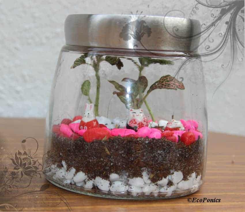 Why Is My Terrarium Dying? - Why Is My Terrarium Dying - Ecoponics Singapore - 2025