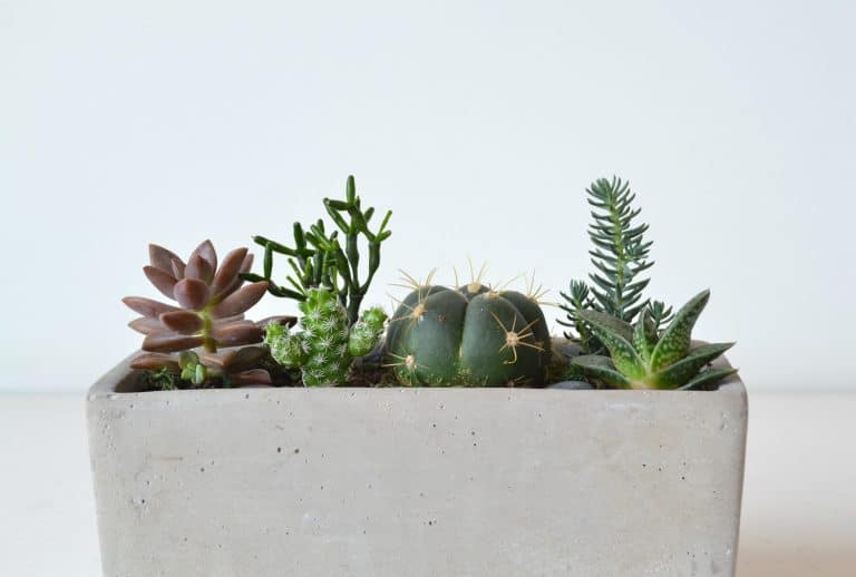 Blog - Terrarium Figurine in Singapore - Ecoponics Singapore - 2025 Blog - Terrarium Figurine in Singapore - Ecoponics Singapore - 2025