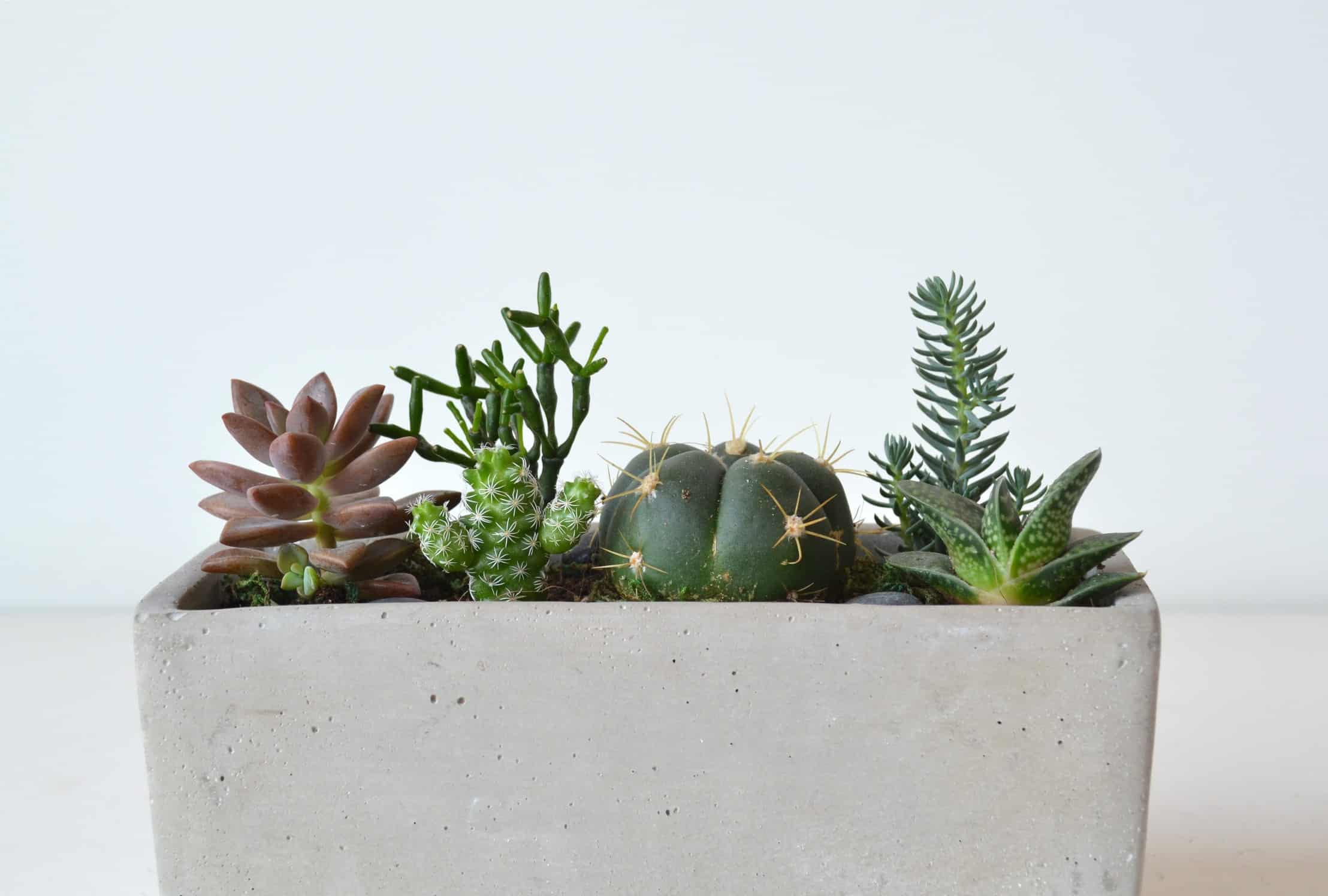 Teachers Day Gift Ideas Singapore - Terrarium Plants Singapore - Ecoponics Singapore - 2025 Teachers Day Gift Ideas Singapore - Terrarium Plants Singapore - Ecoponics Singapore - 2025