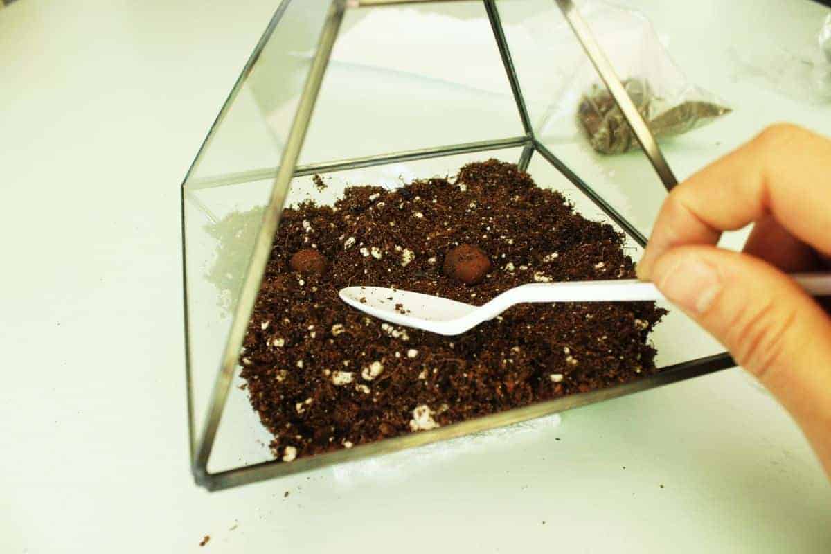 Flatten out the soil with a plastic spoon | Ecoponics Singapore | September, 2023