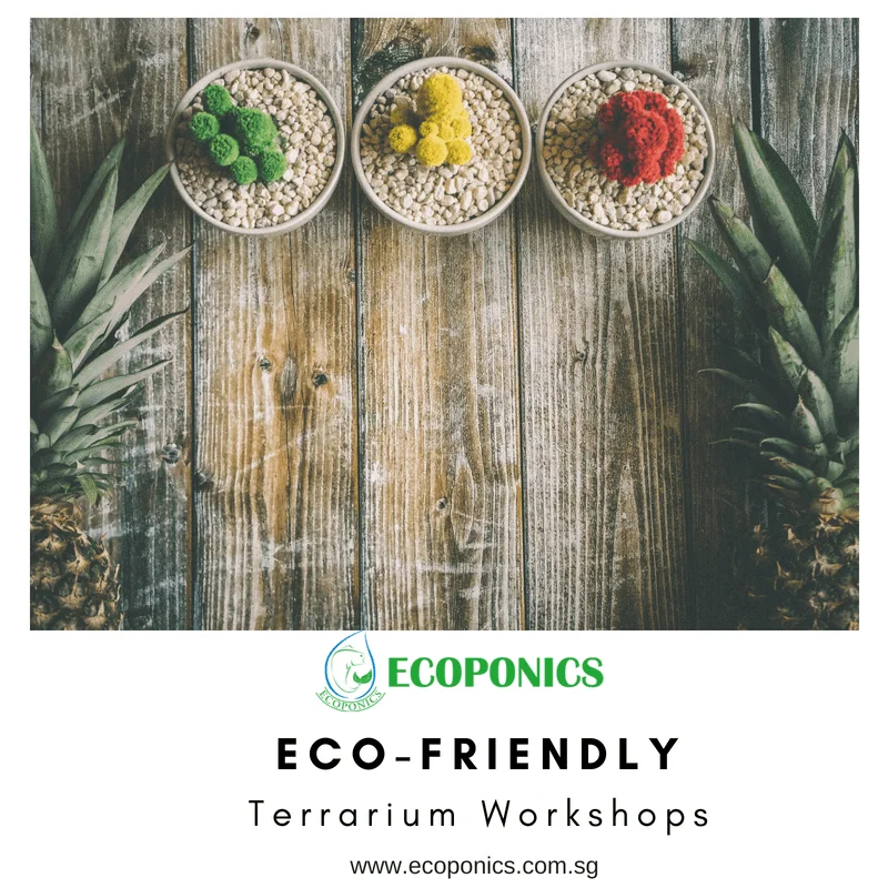 eco friendly | Ecoponics Singapore | March, 2024