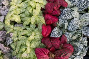Home - Terrarium Making Mistakes - Ecoponics Singapore - 2026