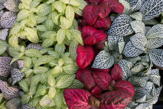 Blog - terrarium plants singapore - Ecoponics Singapore - 2025 Blog - terrarium plants singapore - Ecoponics Singapore - 2025