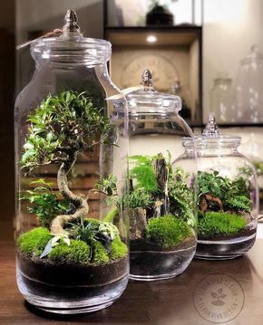 terrarium 4 | Ecoponics Singapore | April, 2024