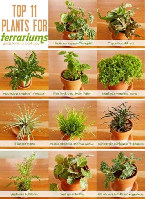 Houseplants Benefits | Terrarium | Ecoponics Singapore - Houseplants - Ecoponics Singapore - 2025
