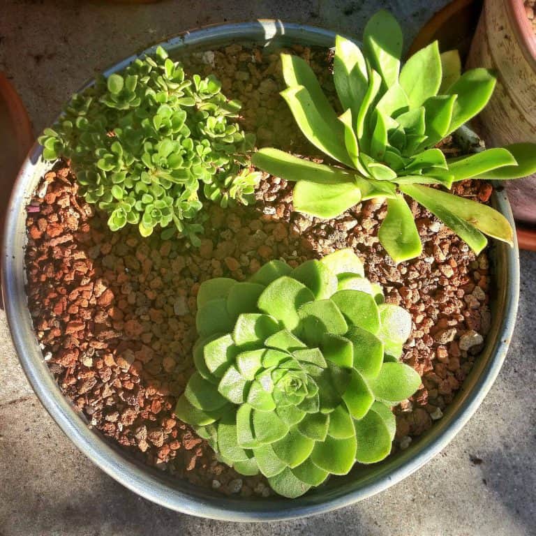 Blog - terrarium plants singapore - Ecoponics Singapore - 2025 Blog - terrarium plants singapore - Ecoponics Singapore - 2025