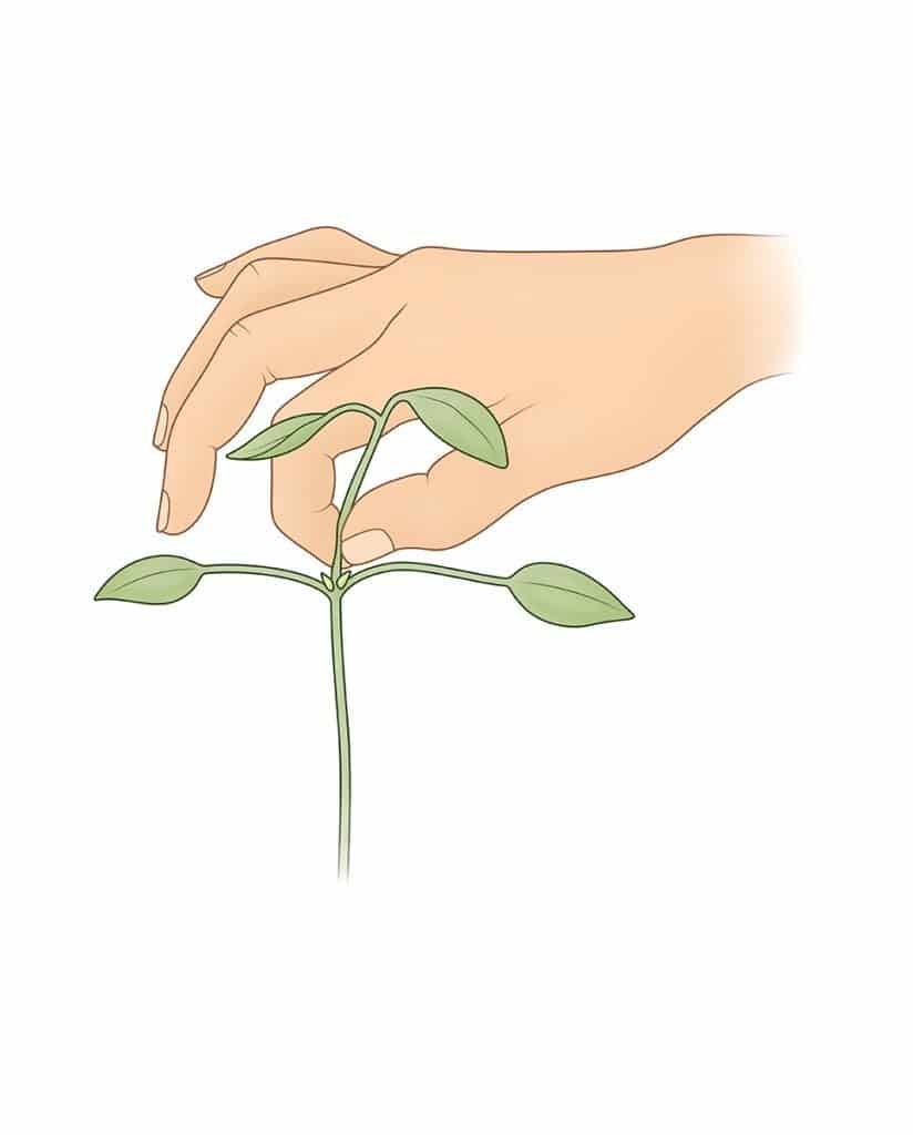 Guide to Caring For Your Fittonias - Terrarium Plants Singapore - terrarium plants singapore - Ecoponics Singapore - 2025