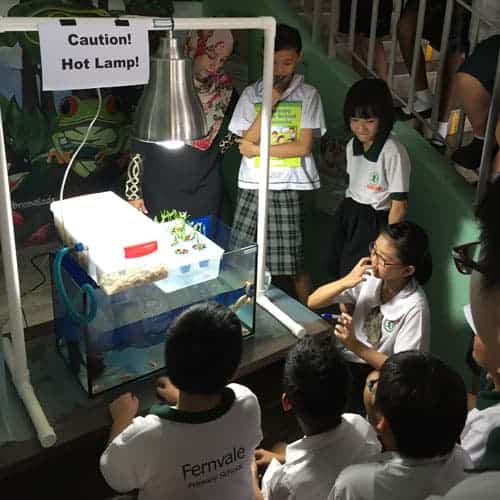 Dynamic-Content-Widget-E1629Ee-2 - Ecoponics Singapore - 2025 Aquaponics-Workshop-For-Fernvale-Primary-School-2