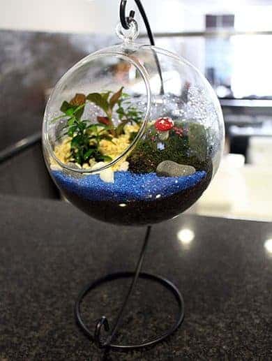 Converting Your Closed Terrarium Into An Open Terrarium - Terrarium Workshop Singapore - Ecoponics Singapore - 2025