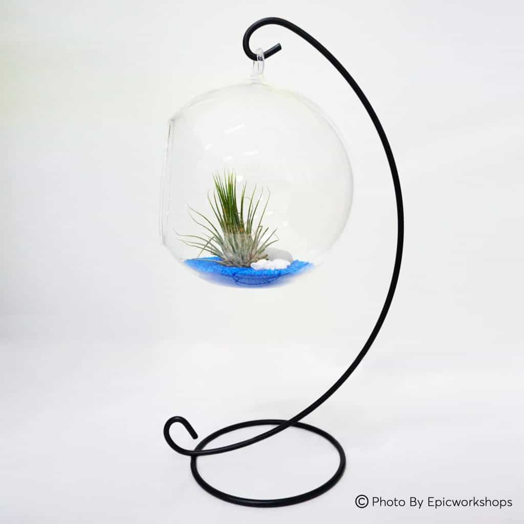 Terrarium Assorted Series TAS 01 January 2024 Ecoponics Singapore