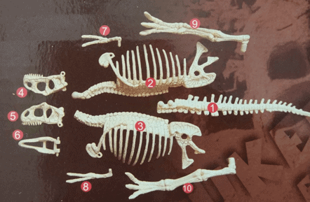 Art Experience Kit: Fossils Excavation