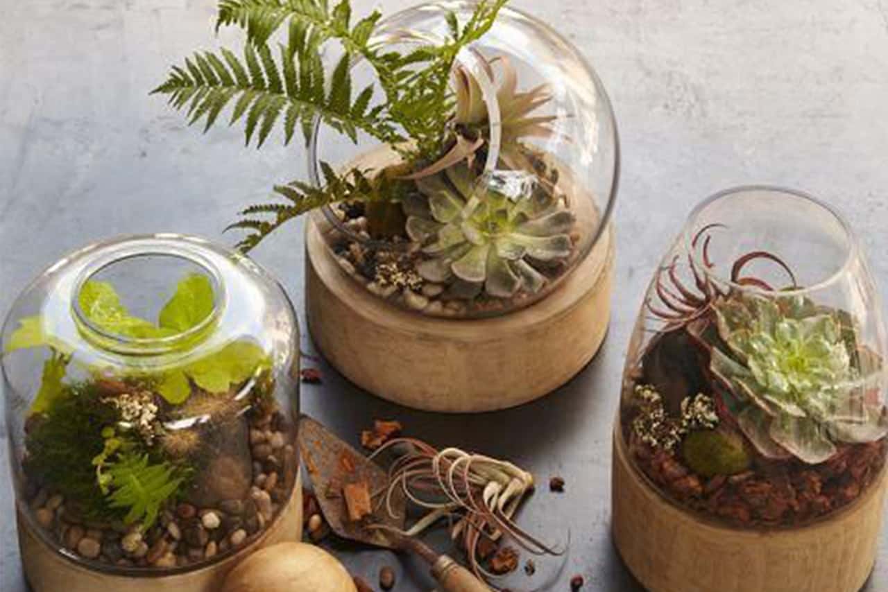 Terrarium Workshop - Terrarium - Ecoponics Singapore - 2025