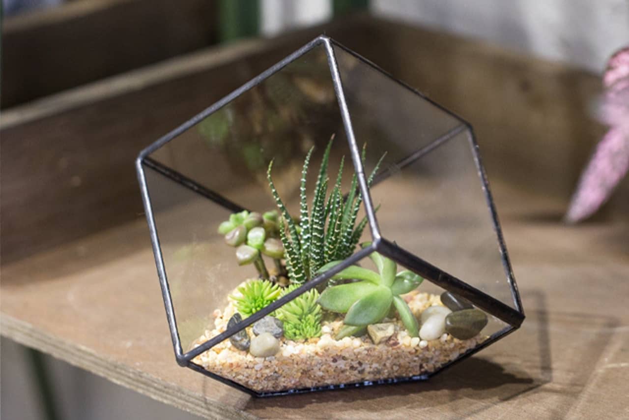 Terrarium Workshop - Terrarium - Ecoponics Singapore - 2025
