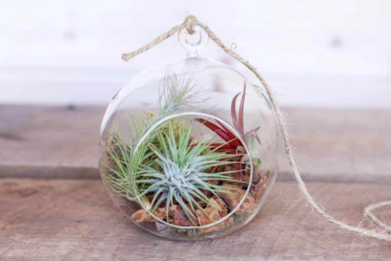 Terrarium Workshop - Terrarium - Ecoponics Singapore - 2025