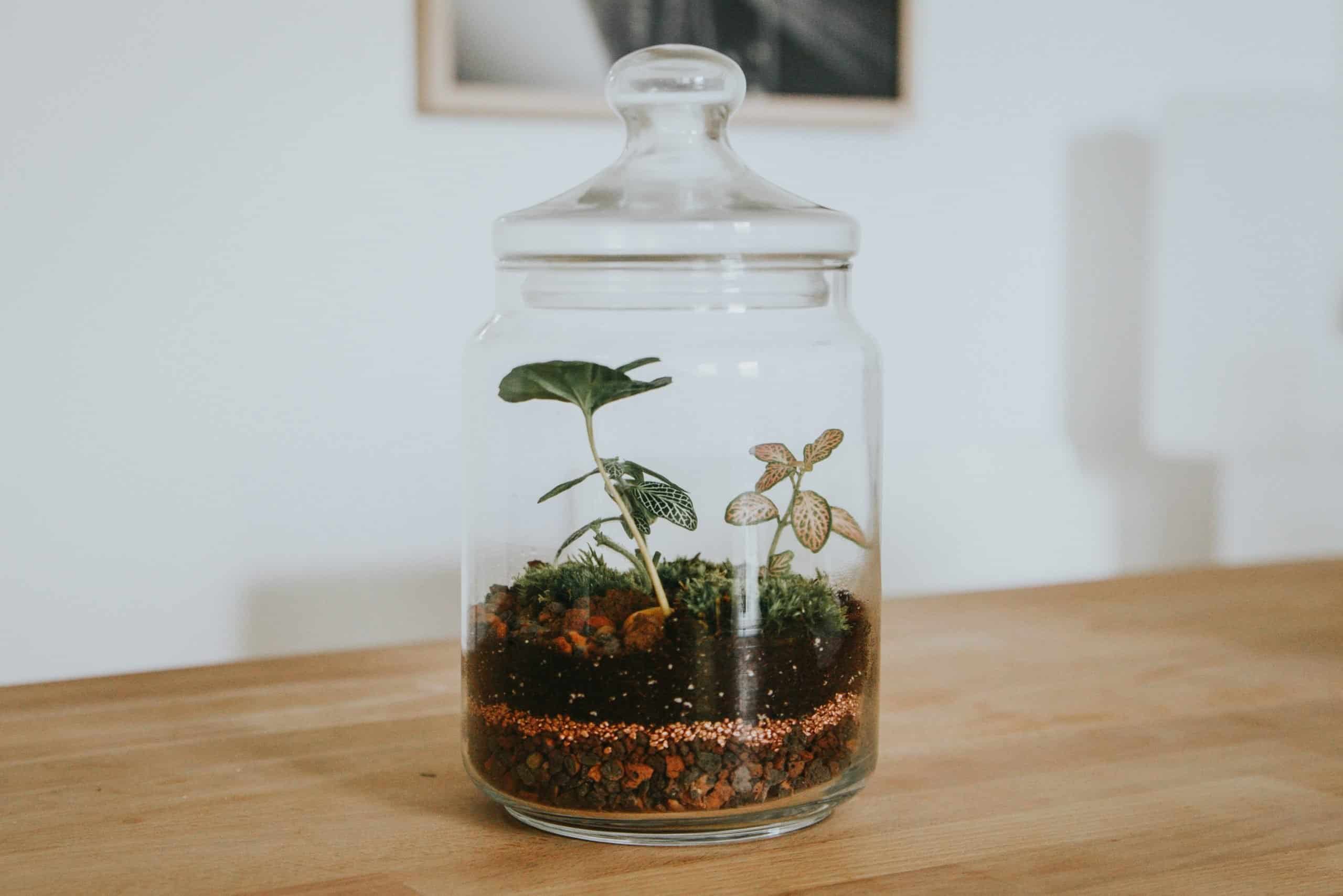 Terrarium Workshop - Terrarium - Ecoponics Singapore - 2025 Terrarium Workshop - Terrarium - Ecoponics Singapore - 2025