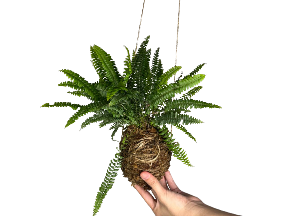Kokedama Workshop - Kokedama Workshop - Ecoponics Singapore - 2025 Kokedama Workshop