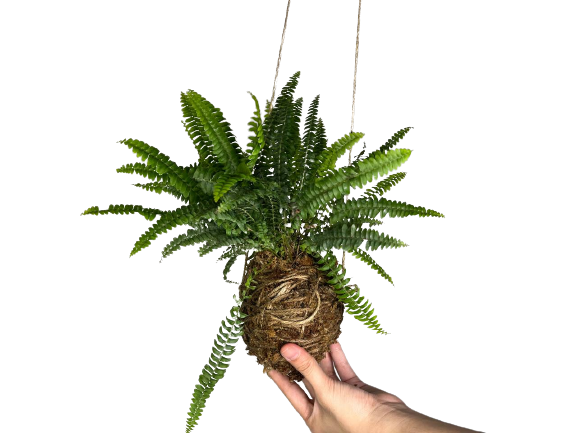 Kokedama Workshop