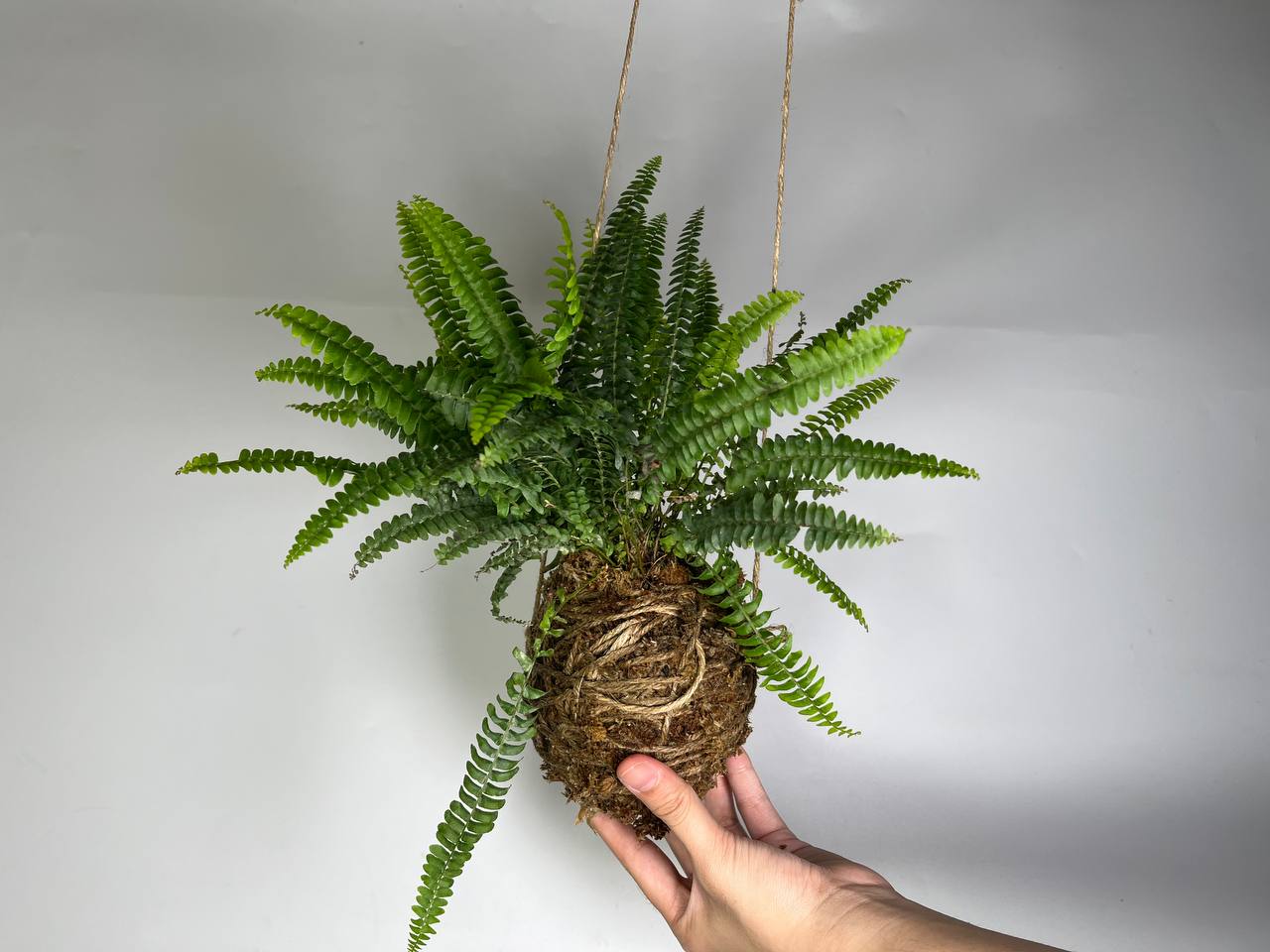 Kokedama Pothos 3 | Ecoponics Singapore | April, 2024