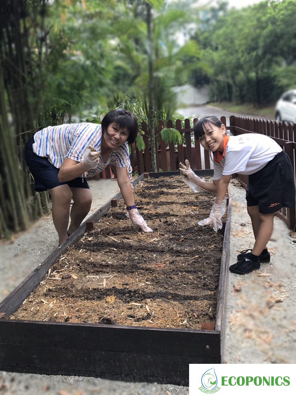 School Vegetable Growing | Ecoponics Singapore | April, 2024