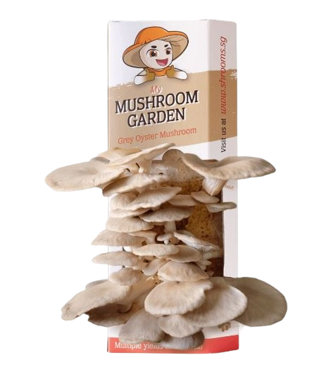 mushroom kit removebg preview | Ecoponics Singapore | March, 2024