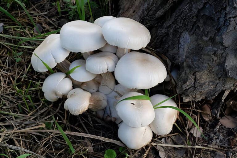 Blog - Blog - Ecoponics Singapore - 2025 Mushroom Growing Workshops