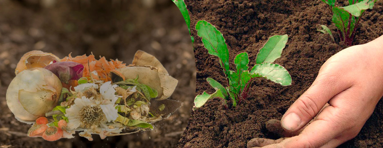 How Food Waste Workshops Help Kids Become Eco-Conscious Citizens - Ecoponics Singapore - 2026 How Food Waste Workshops Help Kids Become Eco-Conscious Citizens - Ecoponics Singapore - 2026