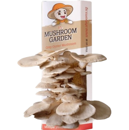 Mushroom_Kit-Removebg-Preview Mushroom_Kit-Removebg-Preview