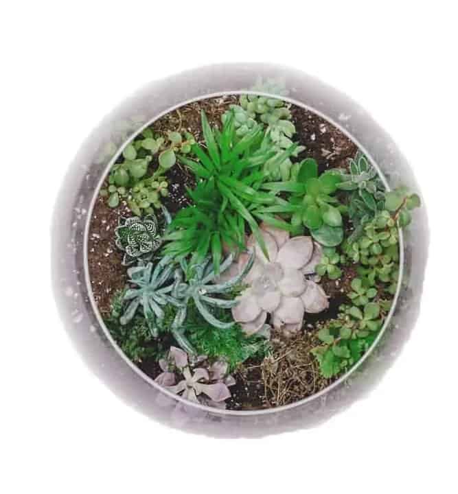 workshops terrarium | Ecoponics Singapore | April, 2024